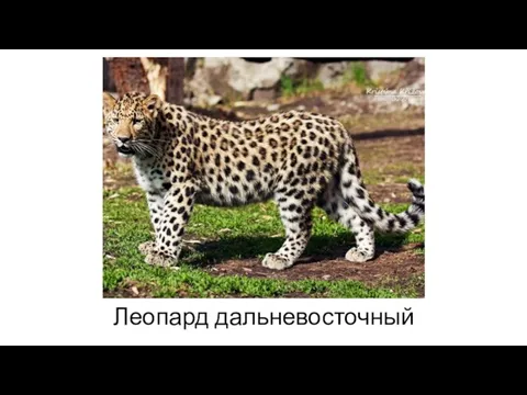 Леопард дальневосточный