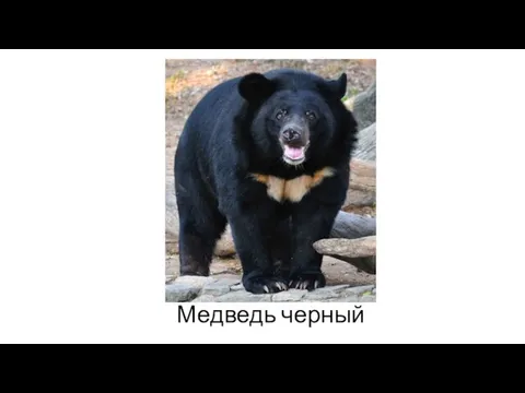 Медведь черный