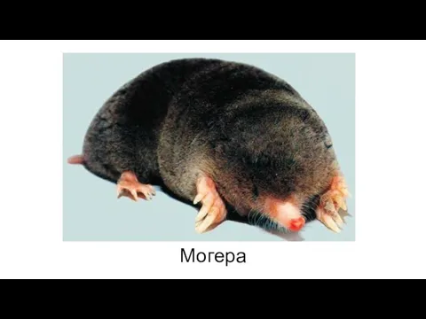 Могера