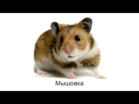 Мышовка