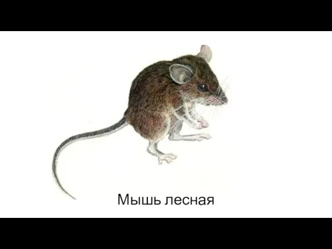 Мышь лесная