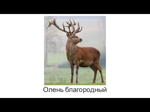 Олень благородный