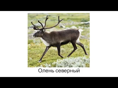 Олень северный