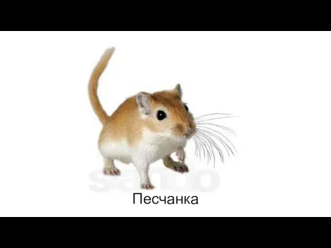 Песчанка