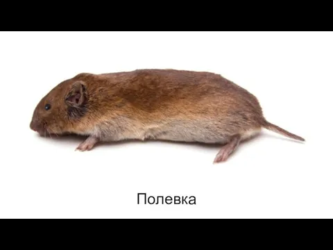 Полевка