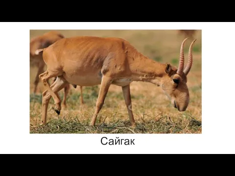 Сайгак