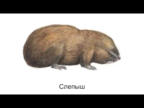 Слепыш