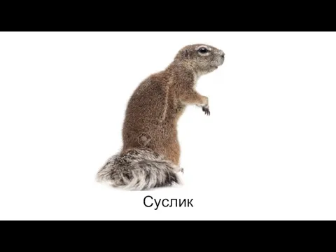 Суслик