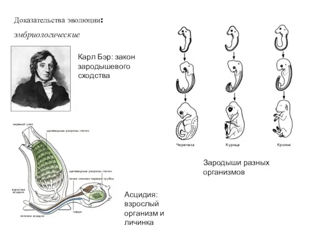 Доказательства эволюции: эмбриологические Карл Бэр: закон зародышевого сходства Асцидия: взрослый организм и личинка Зародыши разных организмов