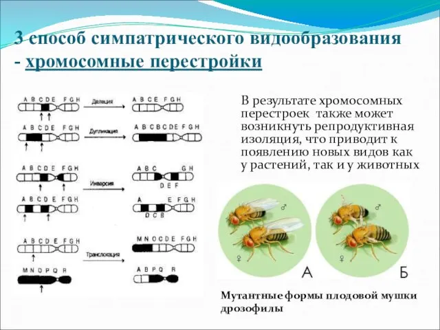 3 способ симпатрического видообразования - хромосомные перестройки В результате хромосомных перестроек