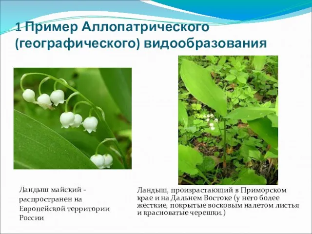 1 Пример Аллопатрического (географического) видообразования Ландыш, произрастающий в Приморском крае и