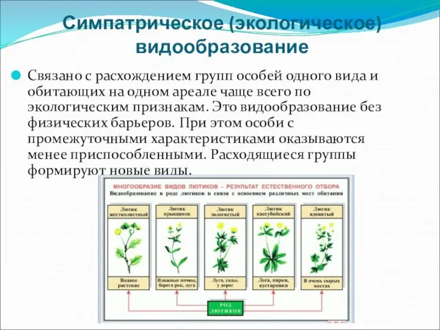 Симпатрическое (экологическое) видообразование Связано с расхождением групп особей одного вида и