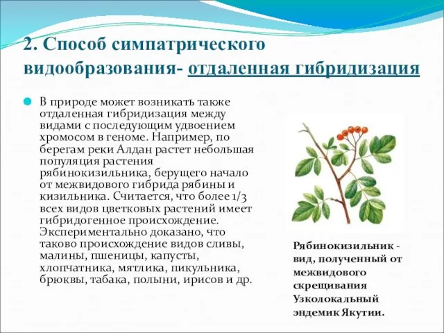 2. Способ симпатрического видообразования- отдаленная гибридизация В природе может возникать также