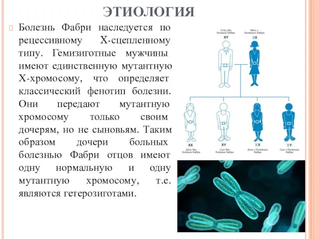 Болезнь Фабри наследуется по рецессивному X-сцепленному типу. Гемизиготные мужчины имеют единственную