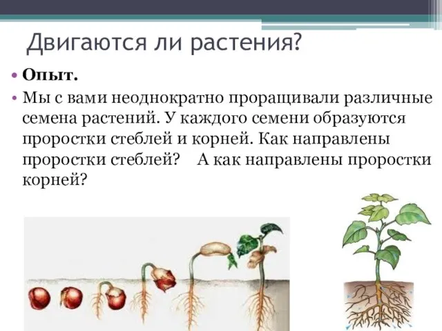 Двигаются ли растения? Опыт. Мы с вами неоднократно проращивали различные семена