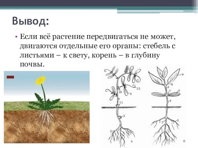 Вывод: Если всё растение передвигаться не может, двигаются отдельные его органы: