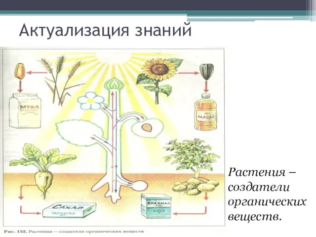 Актуализация знаний Растения – создатели органических веществ.