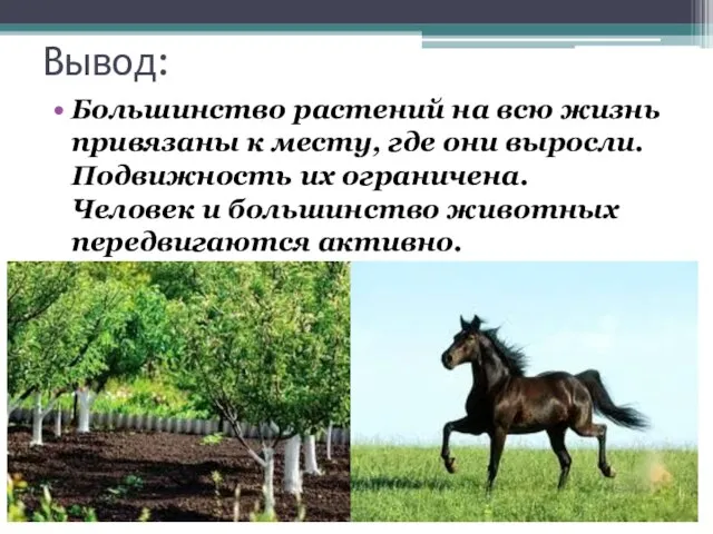 Вывод: Большинство растений на всю жизнь привязаны к месту, где они