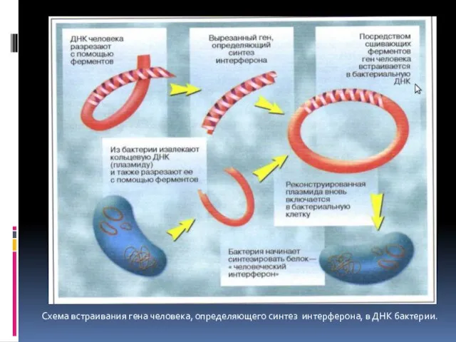 Схема встраивания гена человека, определяющего синтез интерферона, в ДНК бактерии.