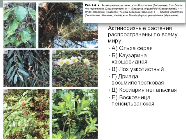 Актиноризные растения распространены по всему миру: А) Ольха серая Б) Каузарина