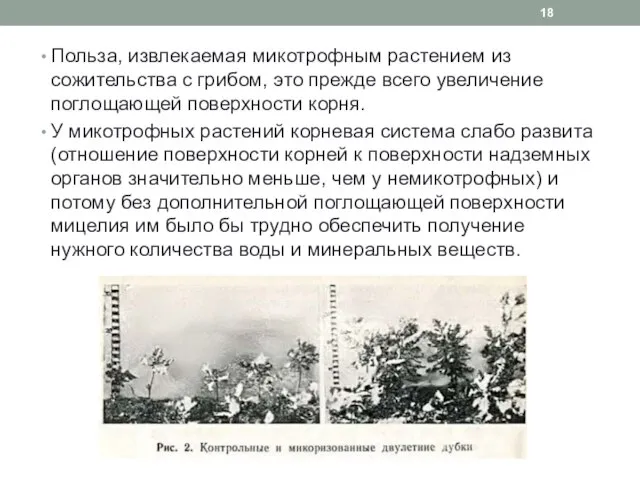 Польза, извлекаемая микотрофным растением из сожительства с грибом, это прежде всего