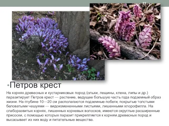 Петров крест На корнях древесных и кустарниковых пород (ольхи, лещины, клена,