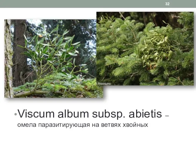 Viscum album subsp. abietis – омела паразитирующая на ветвях хвойных