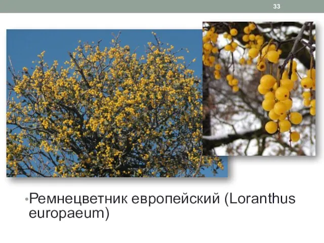 Ремнецветник европейский (Loranthus europaeum)