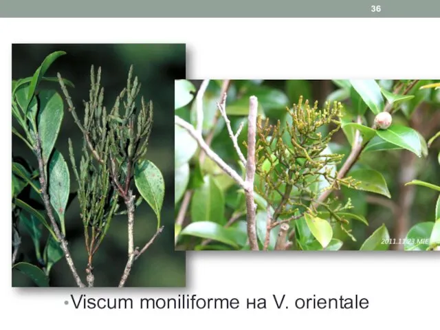 Viscum moniliforme на V. orientale