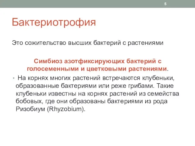 Бактериотрофия Это сожительство высших бактерий с растениями Симбиоз азотфиксирующих бактерий с