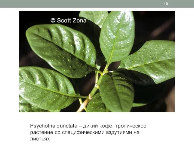 Psychotria punctata – дикий кофе, тропическое растение со специфическими вздутиями на листьях