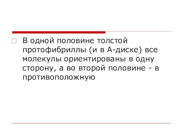 В одной половине толстой протофибриллы (и в А-диске) все молекулы ориентированы