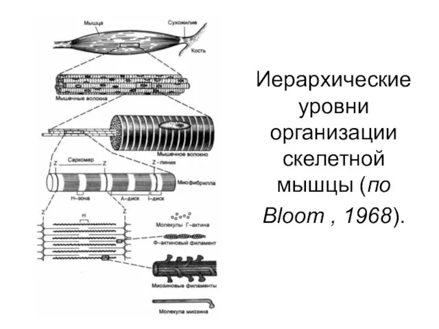 Иерархические уровни организации скелетной мышцы (по Bloom , 1968).