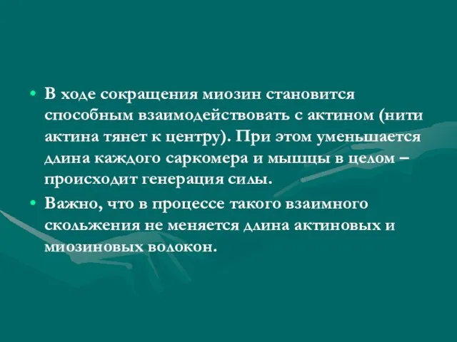 В ходе сокращения миозин становится способным взаимодействовать с актином (нити актина