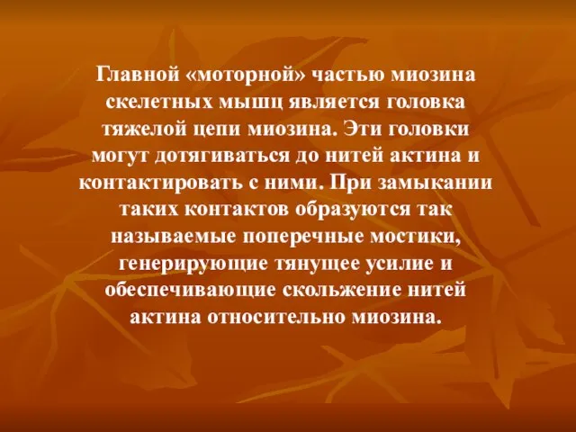 Главной «моторной» частью миозина скелетных мышц является головка тяжелой цепи миозина.