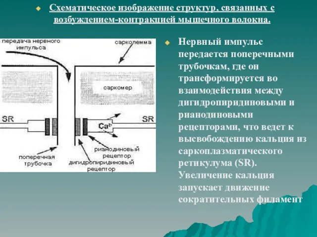 Нервный импульс передается поперечными трубочкам, где он трансформируется во взаимодействия между