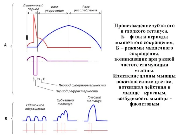 Происхождение зубчатого и гладкого тетануса. Б – фазы и периоды мышечного