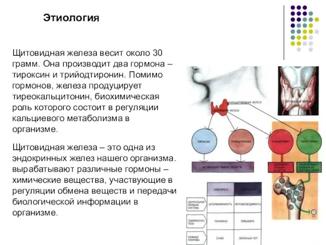 Щитовидная железа весит около 30 грамм. Она производит два гормона –