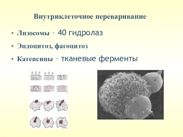 Внутриклеточное переваривание Лизосомы – 40 гидролаз Эндоцитоз, фагоцитоз Катепсины – тканевые ферменты