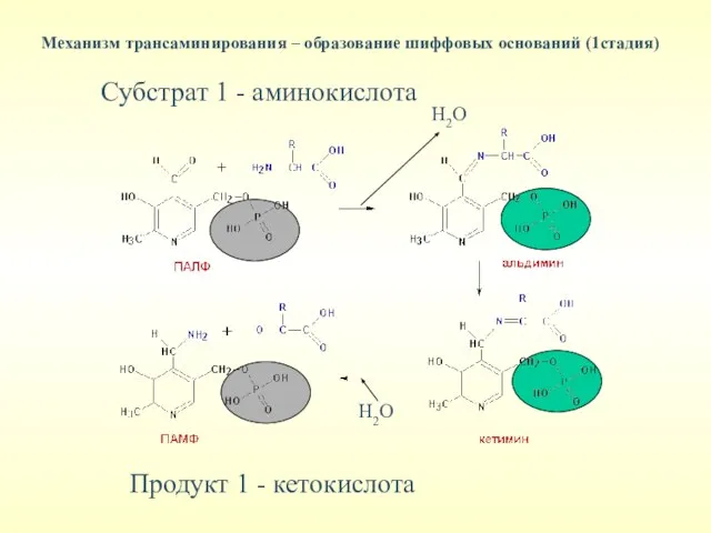 Механизм трансаминирования – образование шиффовых оснований (1стадия) Субстрат 1 - аминокислота