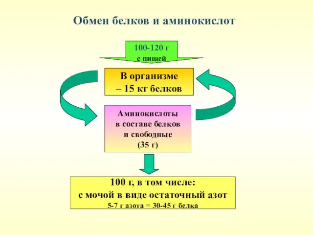 Обмен белков и аминокислот