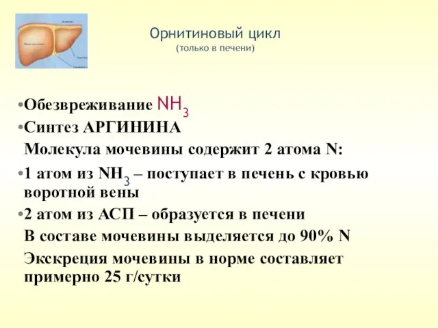 Орнитиновый цикл (только в печени) Обезвреживание NH3 Синтез АРГИНИНА Молекула мочевины