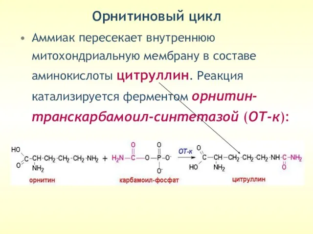 Орнитиновый цикл Аммиак пересекает внутреннюю митохондриальную мембрану в составе аминокислоты цитруллин. Реакция катализируется ферментом орнитин-транскарбамоил-синтетазой (ОТ-к):