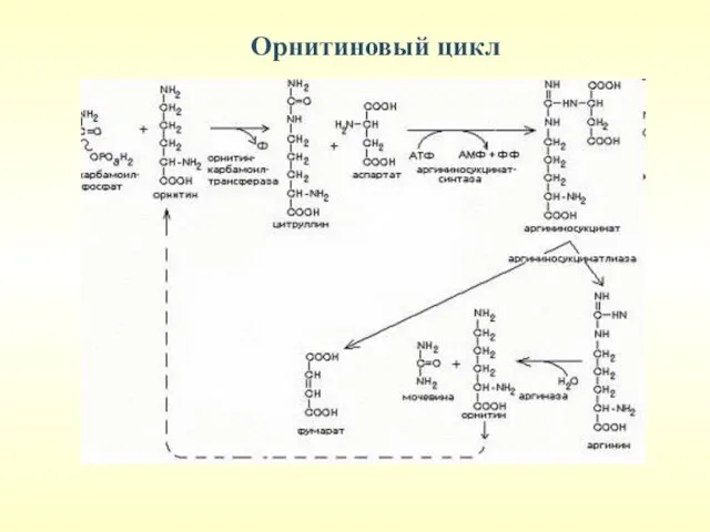 Орнитиновый цикл