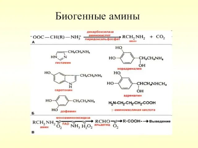 Биогенные амины