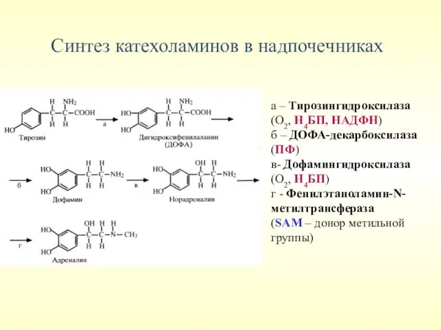 Синтез катехоламинов в надпочечниках а – Тирозингидроксилаза (О2, Н4БП, НАДФН) б