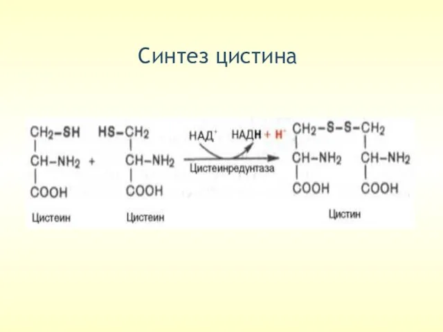 Cинтез цистина