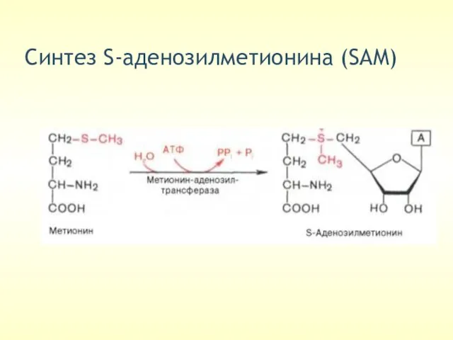 Cинтез S-аденозилметионина (SAM)