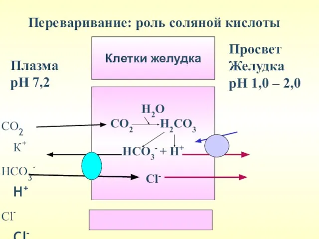 СО2 К+ НСО3- Н+ Сl- Сl- Плазма рН 7,2 Просвет Желудка
