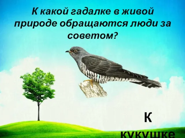 К какой гадалке в живой природе обращаются люди за советом? К кукушке